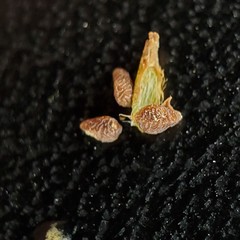 Plagiobothrys leptocladus