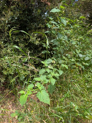 Solanum douglasii, photograph 4