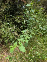 Solanum douglasii, photograph (c) Aaron Kreisberg, some rights reserved (CC BY)