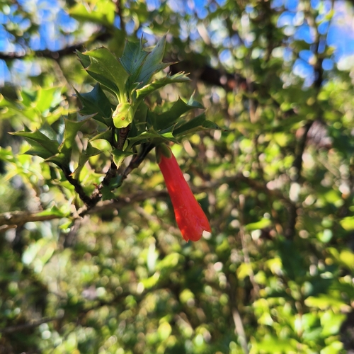 Desfontainia fulgens