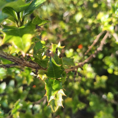 Desfontainia fulgens, photograph 1