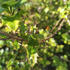 Desfontainia fulgens, photograph author not stated, no rights reserved