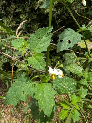 Solanum douglasii, photograph 5
