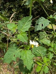 Solanum douglasii, photograph (c) Aaron Kreisberg, some rights reserved (CC BY)