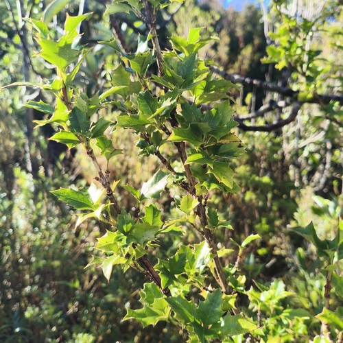 Desfontainia fulgens, photograph 2