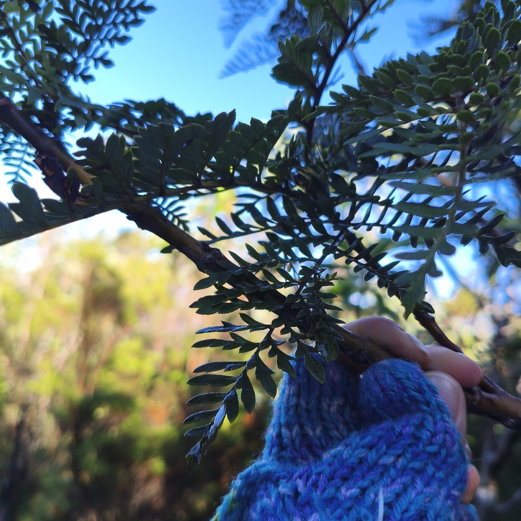 Lomatia ferruginea; photograph author not stated, no rights reserved
