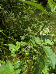 Solanum douglasii, photograph (c) Aaron Kreisberg, some rights reserved (CC BY)