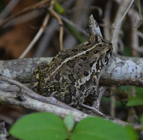 Fowler's Toad