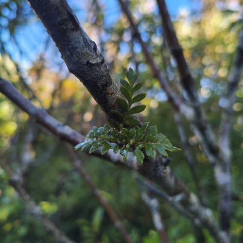 Lomatia ferruginea, photograph 4
