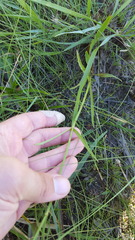 Physostegia godfreyi