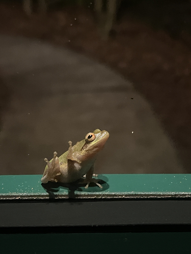 Squirrel Tree Frog