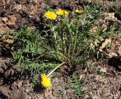 Taraxacum pectinatiforme