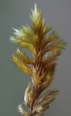 Tomentypnum nitens