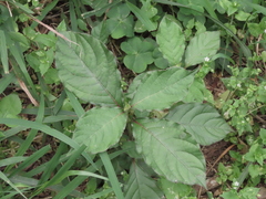 Achyranthes bidentata