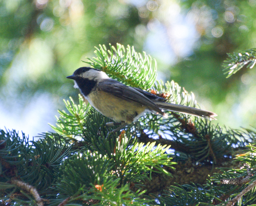 Black-capped Chickadee