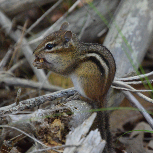 Eastern Chipmunk