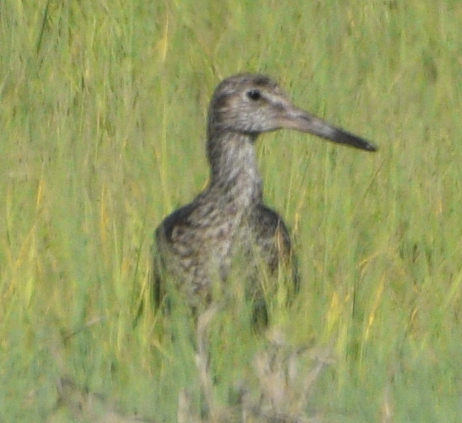 Willet