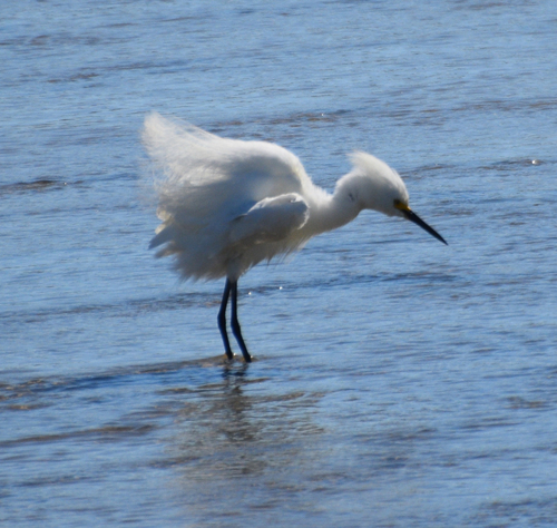 Snowy Egret