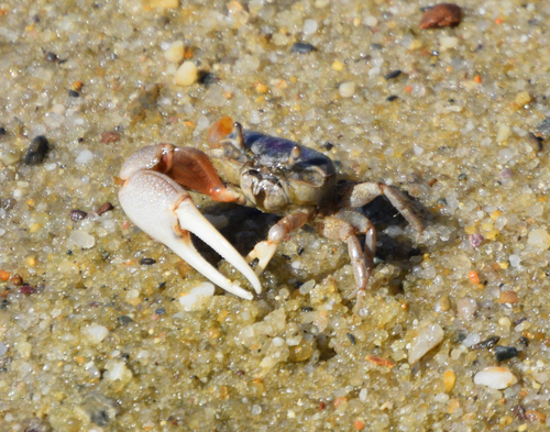 Atlantic Sand Fiddler Crab