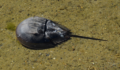 Horseshoe Crab