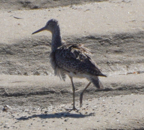 Willet
