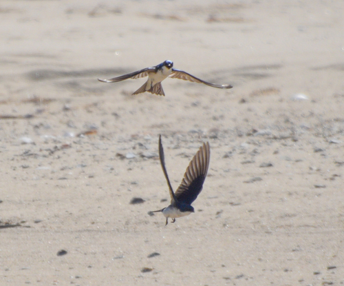 Tree Swallow