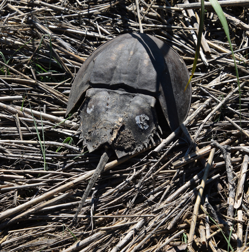 Horseshoe Crab