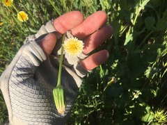 Microseris douglasii platycarpha