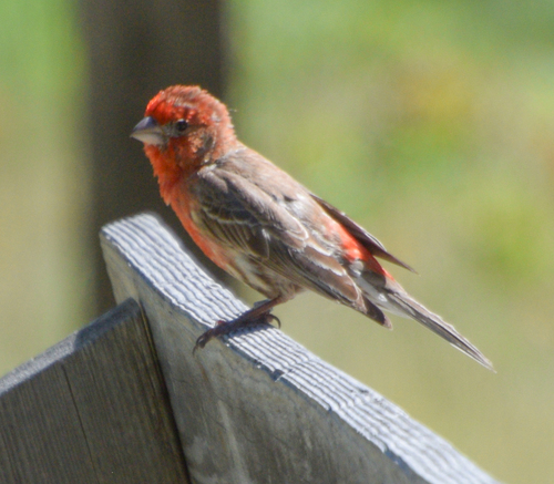 House Finch