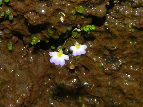 Image of Vanda tessellata by no rights reserved