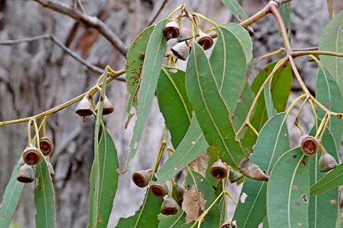 Eucalyptus longifolia, photograph 3
