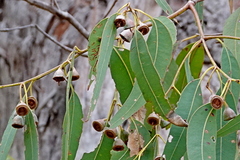 Eucalyptus longifolia, photograph (c) Max Campbell, some rights reserved (CC BY)