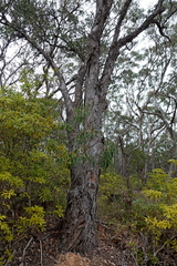 Eucalyptus longifolia, photograph (c) Max Campbell, some rights reserved (CC BY)