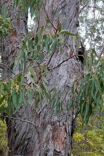 Eucalyptus longifolia, photograph 5