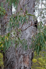Eucalyptus longifolia, photograph (c) Max Campbell, some rights reserved (CC BY)