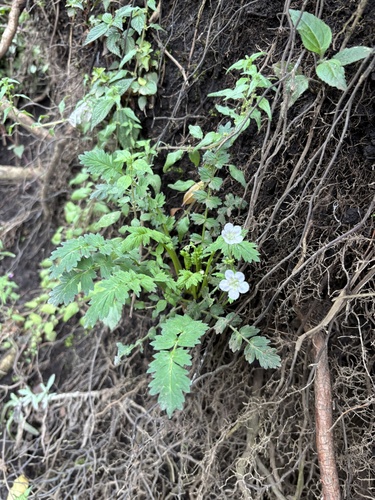 Phacelia platycarpa, photograph 4