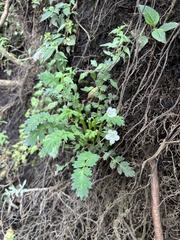 Phacelia platycarpa, photograph (c) Dalton Watt, some rights reserved (CC BY)