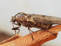 Chiromyza