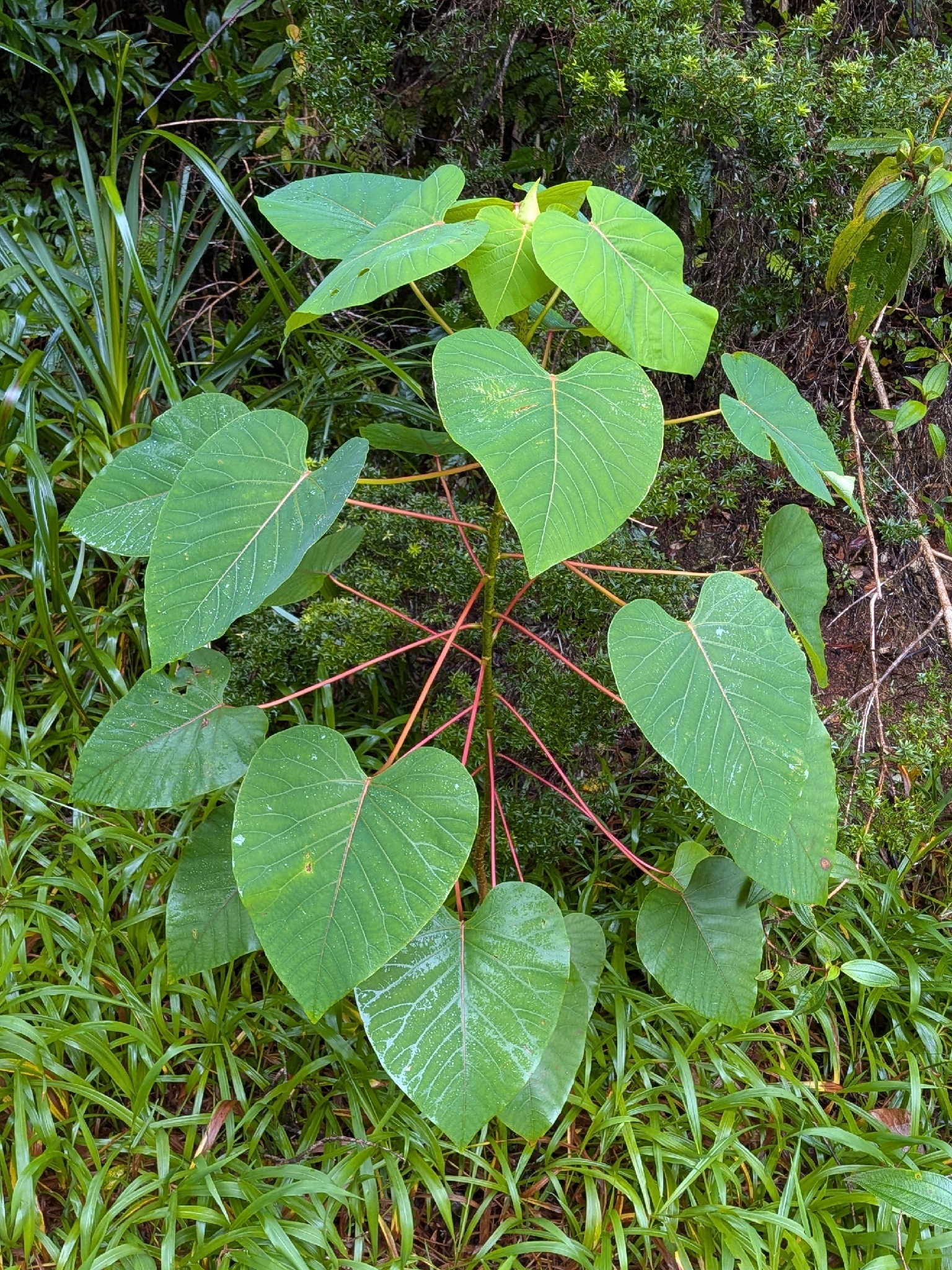 Imagem de Homalanthus novoguineensis