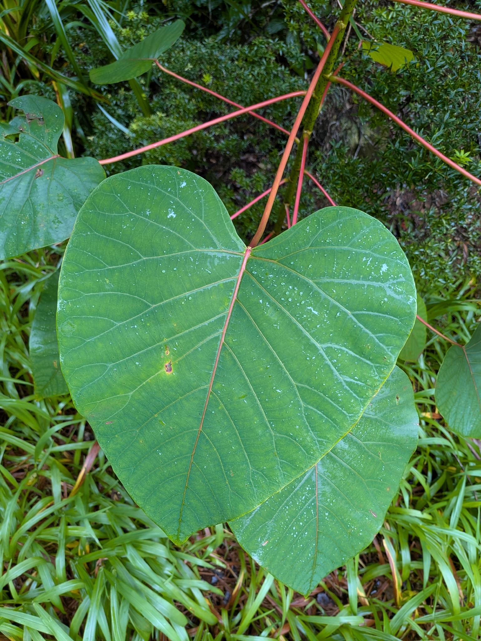 Imagem de Homalanthus novoguineensis