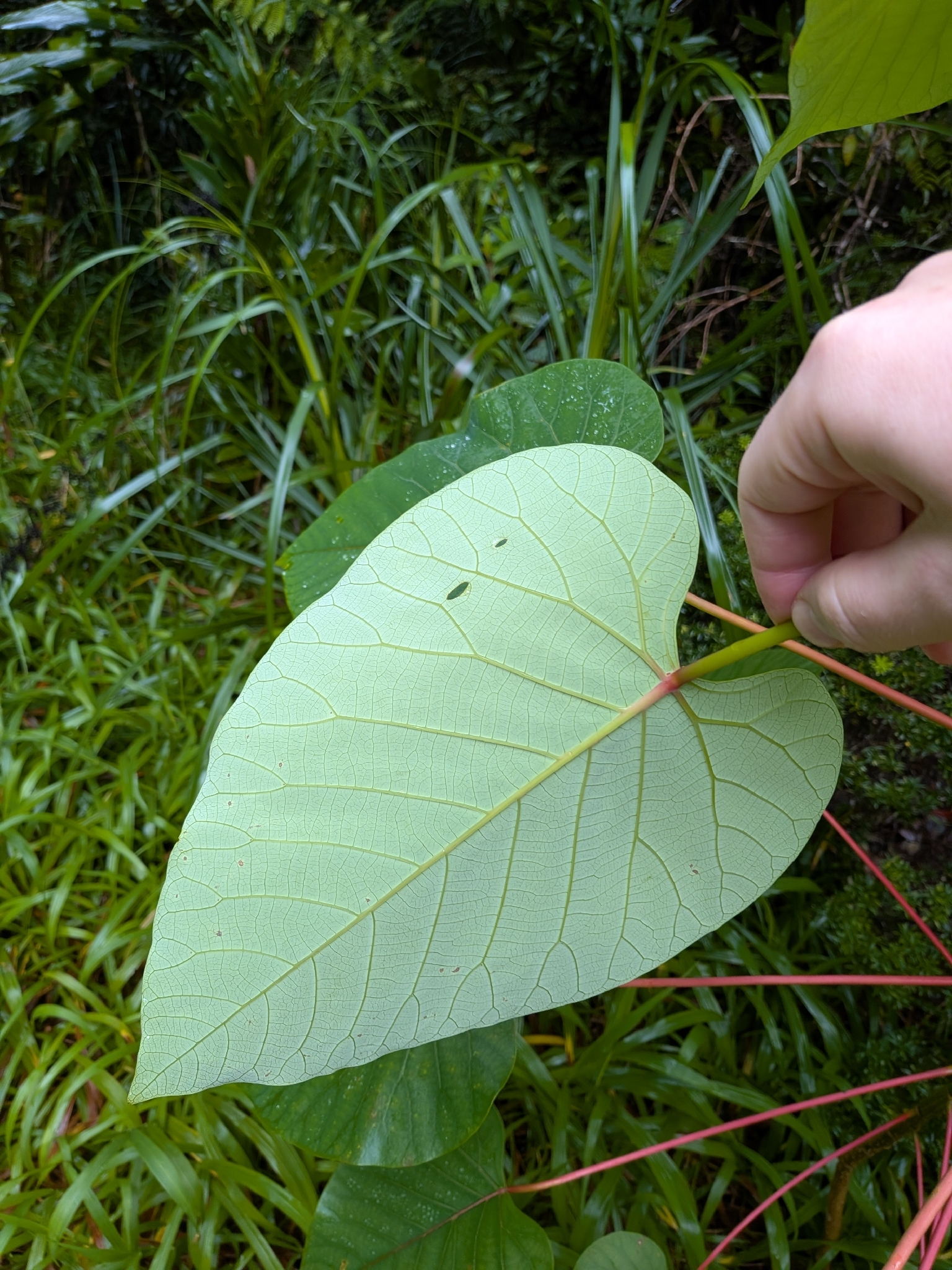 Imagem de Homalanthus novoguineensis