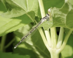 Enallagma durum