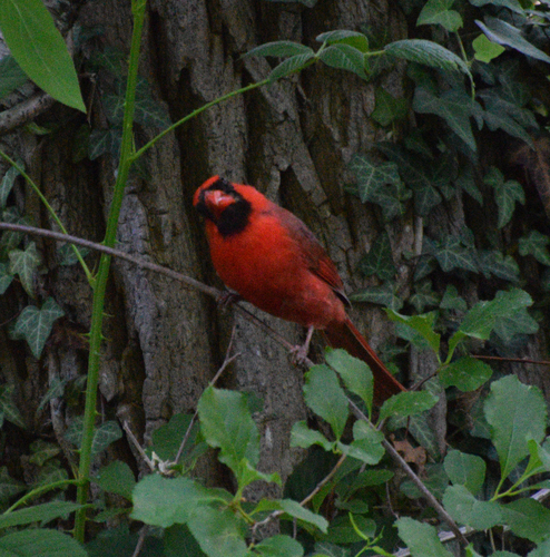 Northern Cardinal