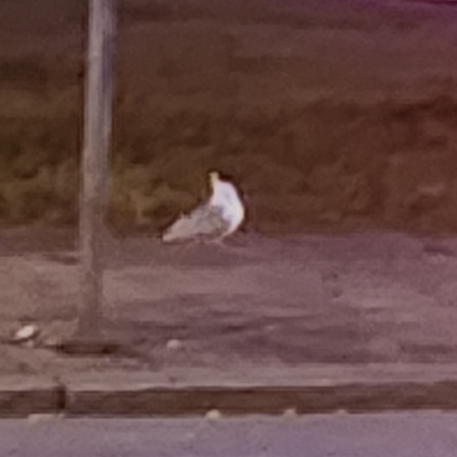 Black-headed Gull
