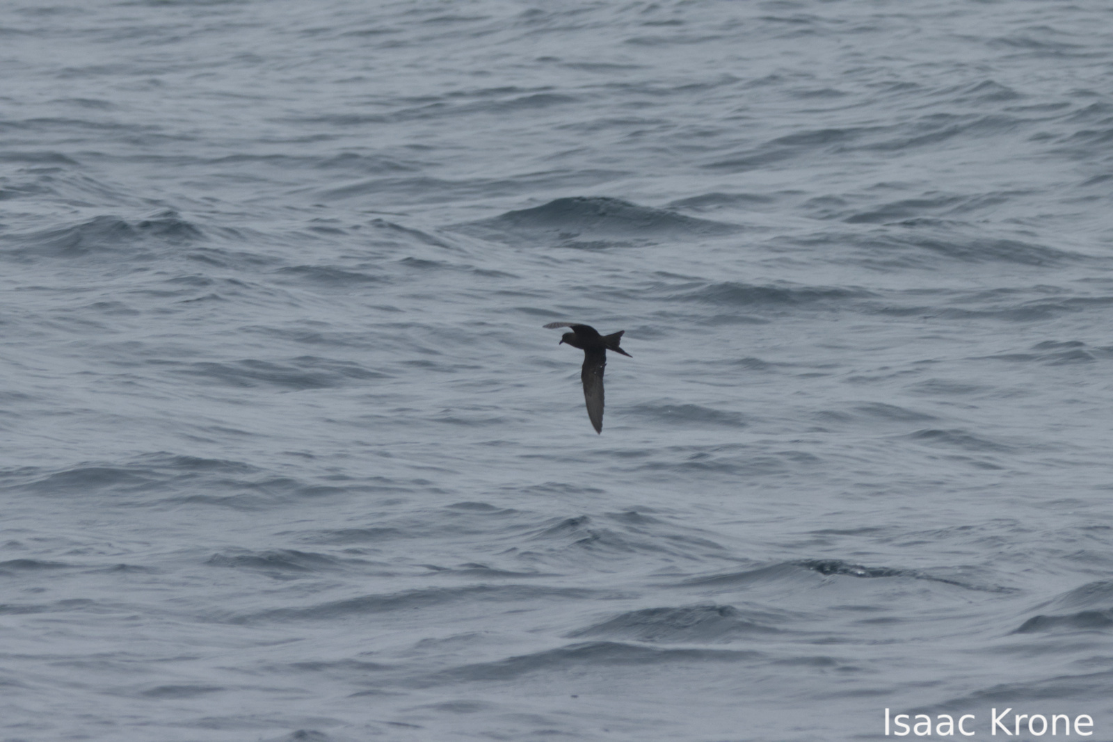 Black Storm Petrel (Hydrobates melania), photo 10