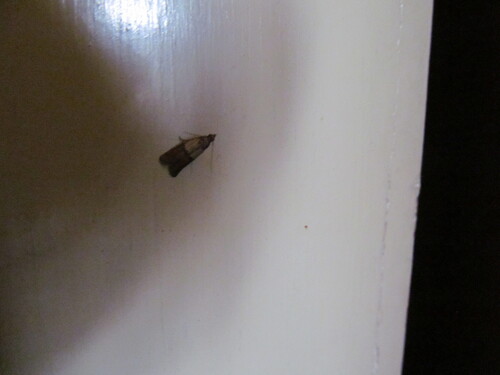 Indian-Meal Moth