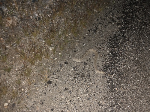 iNaturalist observation photo of Sidewinder