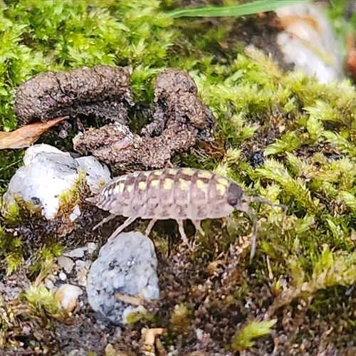 Brickwork Woodlouse