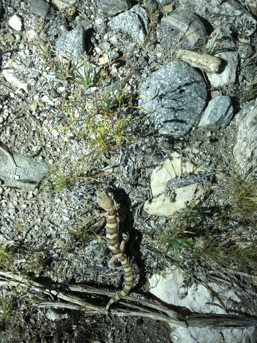 iNaturalist observation photo of Western Banded Gecko