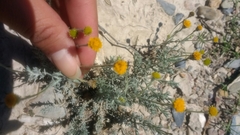 Thymophylla setifolia